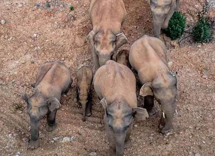 Chinese elephants